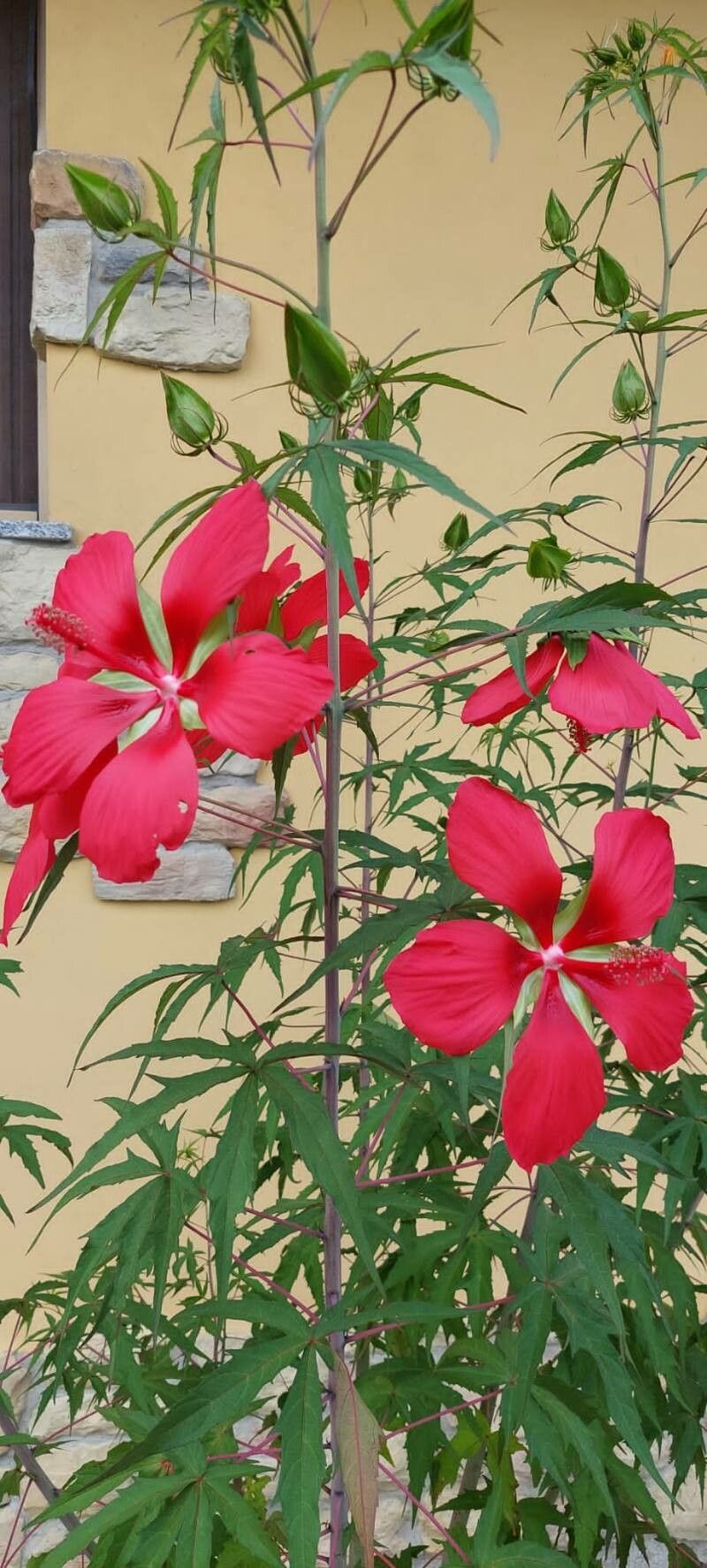 Hibiscus stacojiu roșu (Hibiscus coccineus)