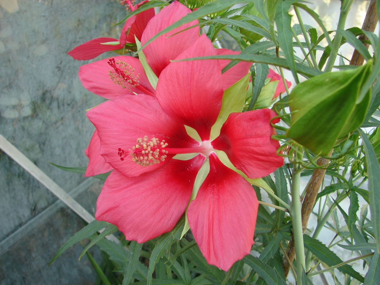 Hibiscus stacojiu roșu (Hibiscus coccineus)