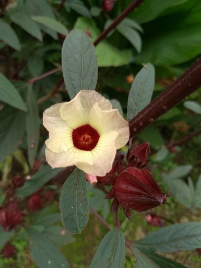 Roselle / Hibiscus (Hibiscus sabdariffa)