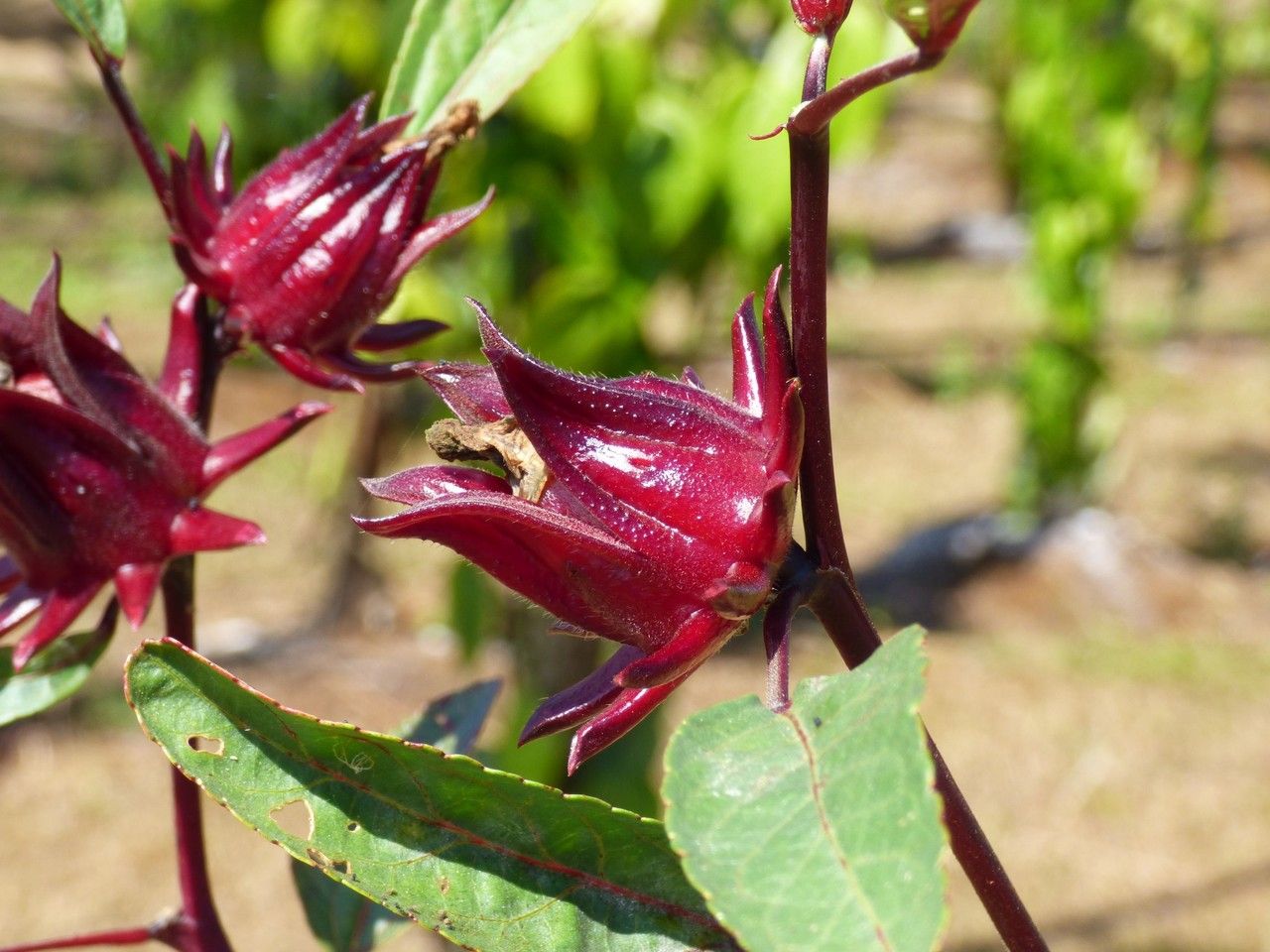 Roselle / Hibiscus (Hibiscus sabdariffa)