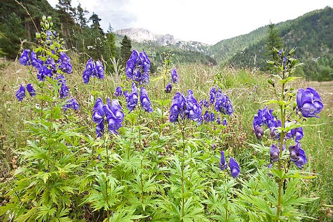 Omag / Nap-lupesc (Aconitum carmichaelli)