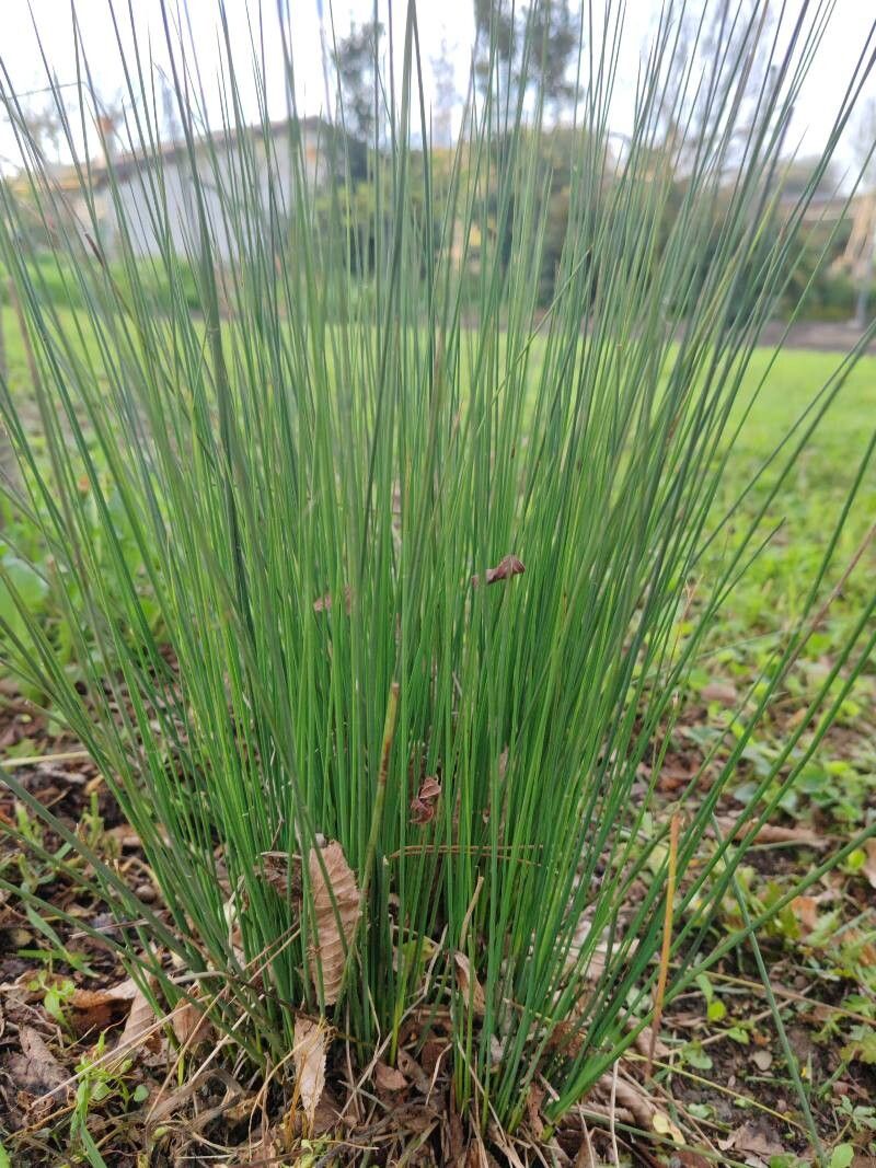 Rogozul mic / Pipirig (Juncus inflexus)