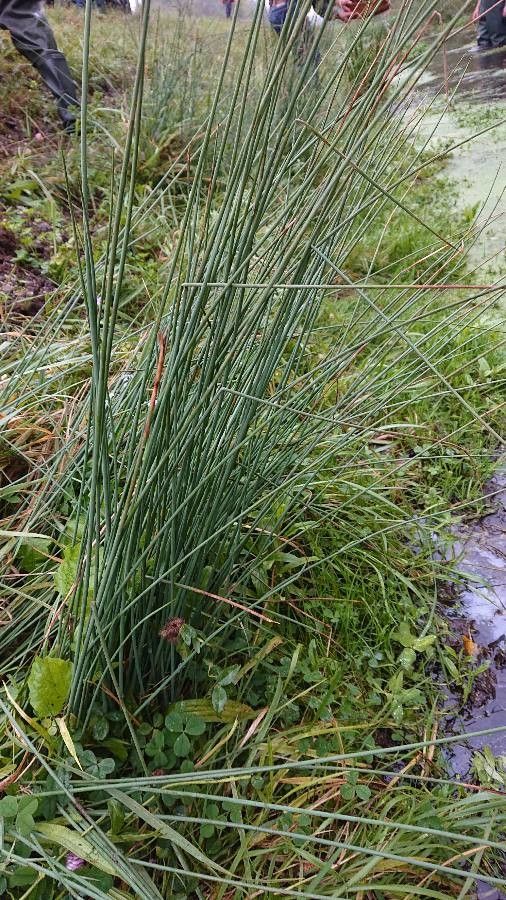 Rogozul mic / Pipirig (Juncus inflexus)