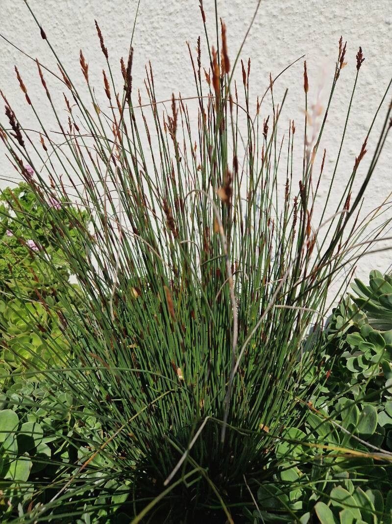 Rogozul mic / Pipirig (Juncus inflexus)