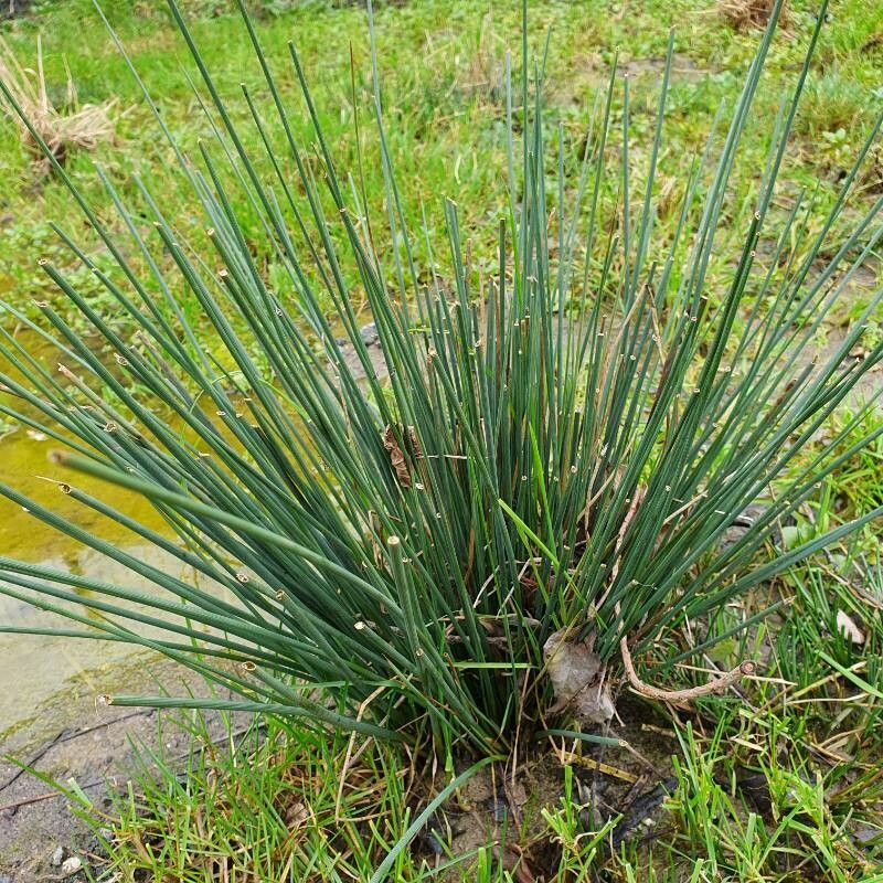 Rogozul mic / Pipirig (Juncus inflexus)