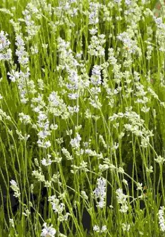 Lavanda albă Edelweiss (Lavandula x intermedia var. alba)