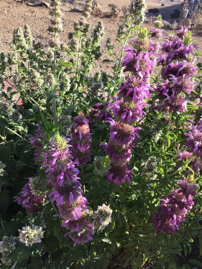 Bergamot roz / Busuioc turcesc (Monarda citriodora)