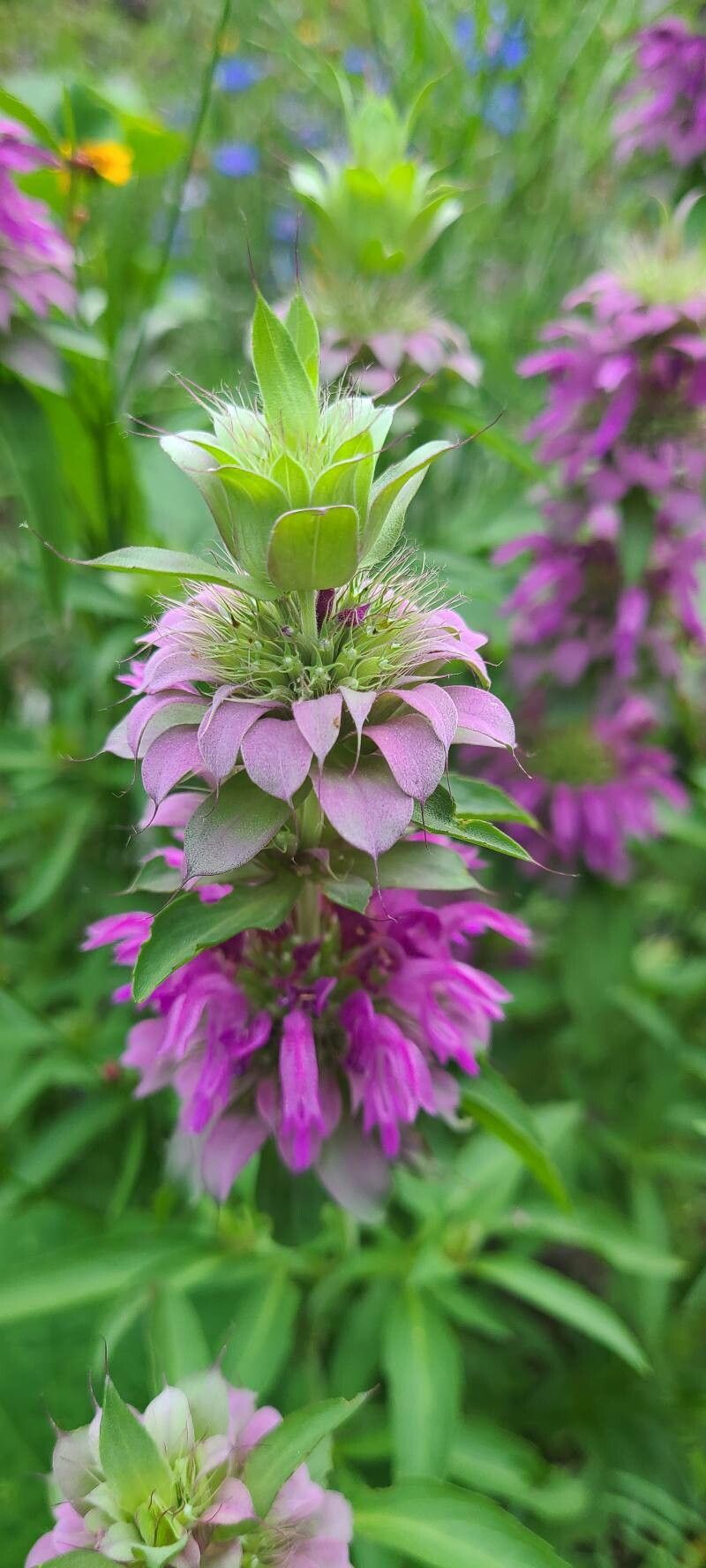 Bergamot roz / Busuioc turcesc (Monarda citriodora)