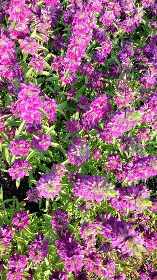 Bergamot roz / Busuioc turcesc (Monarda citriodora)