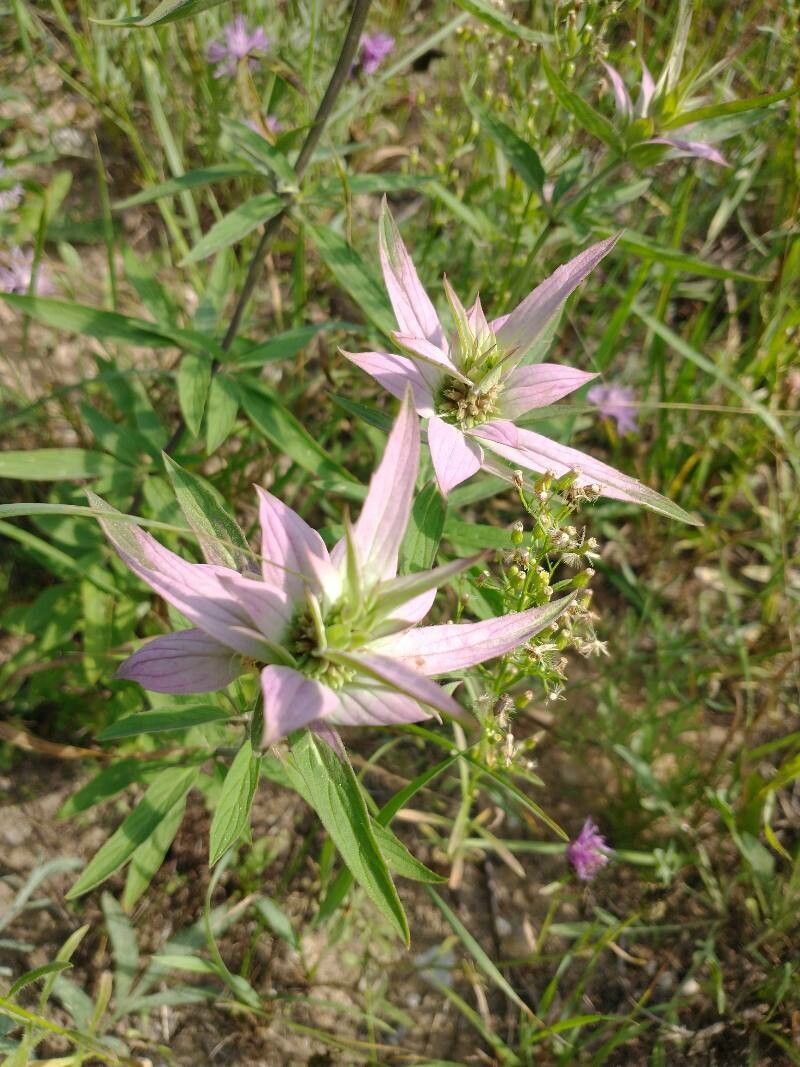 Bergamot pătat / Busuioc turcesc (Monarda punctata)