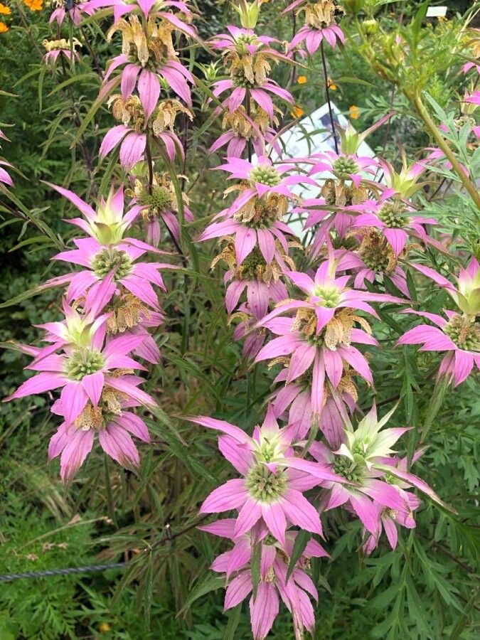 Bergamot pătat / Busuioc turcesc (Monarda punctata)