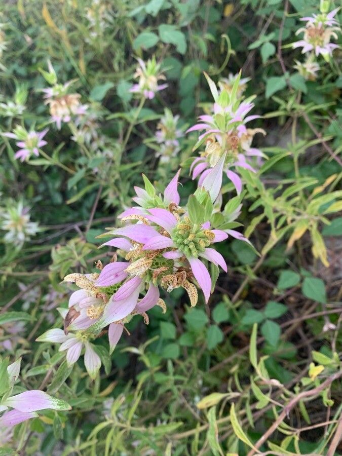 Bergamot pătat / Busuioc turcesc (Monarda punctata)