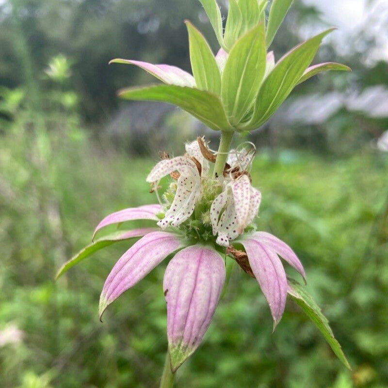 Bergamot pătat / Busuioc turcesc (Monarda punctata)
