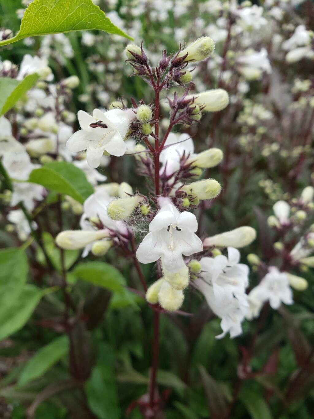Penstemon Mystica (Penstemon digitalis)