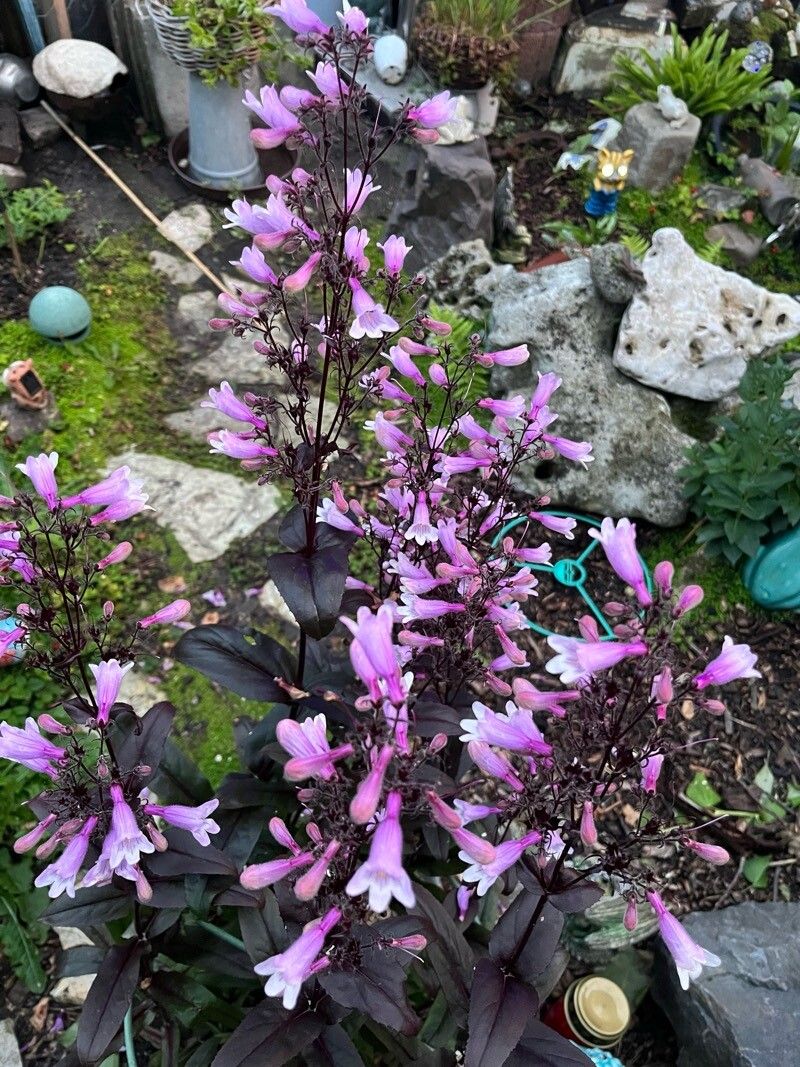 Penstemon Mystica (Penstemon digitalis)