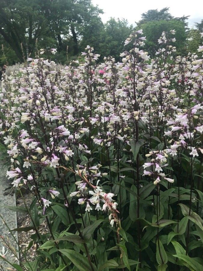 Penstemon Mystica (Penstemon digitalis)