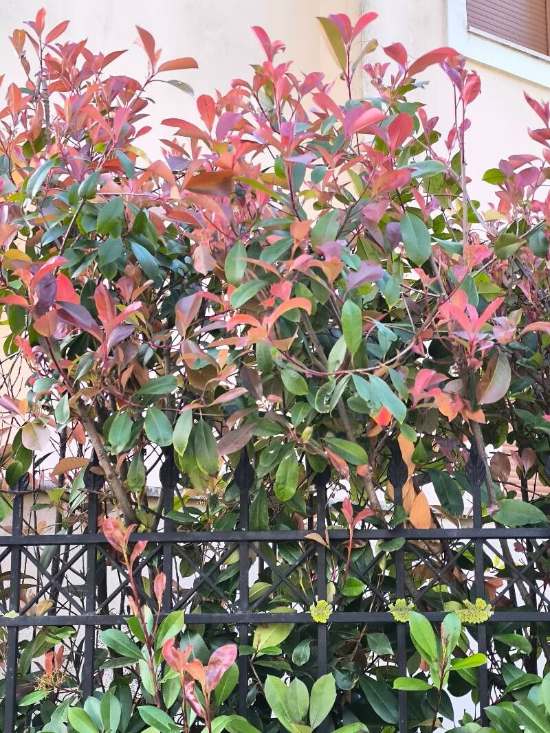 Arbust veșnic verde Photinia ‘Red Robin’ (Photinia × fraseri)