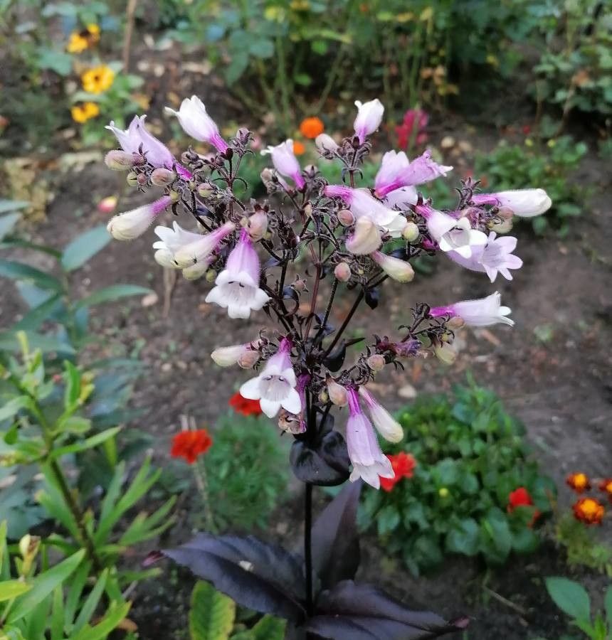 Penstemon Husker Red (Penstemon digitalis)