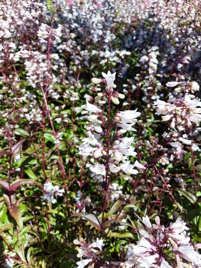 Penstemon Husker Red (Penstemon digitalis)