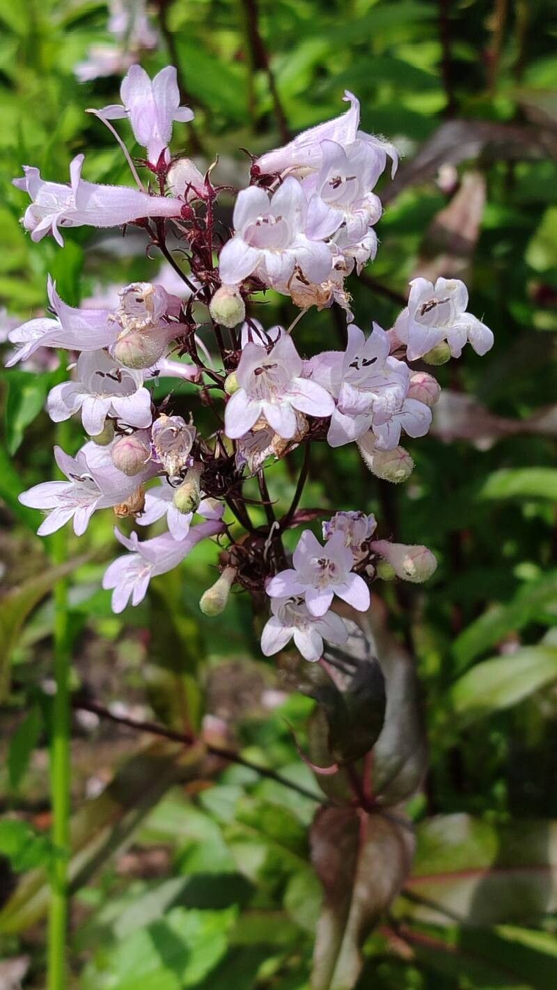Penstemon Husker Red (Penstemon digitalis)