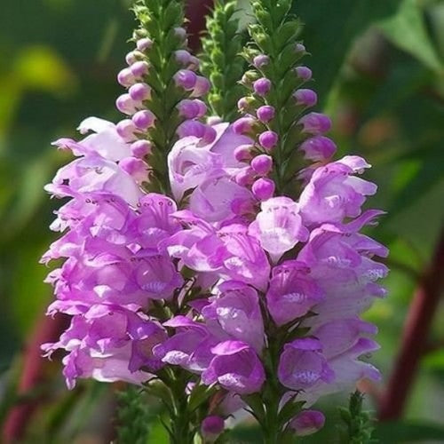 Răchițică roz (Physostegia virginiana)
