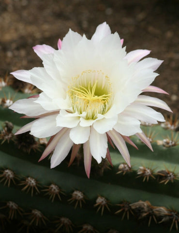 Cactusul gigant de Argentina (Soehrensia candicans)
