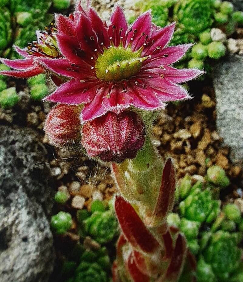 Urechelniță mix (Sempervivum spp.)