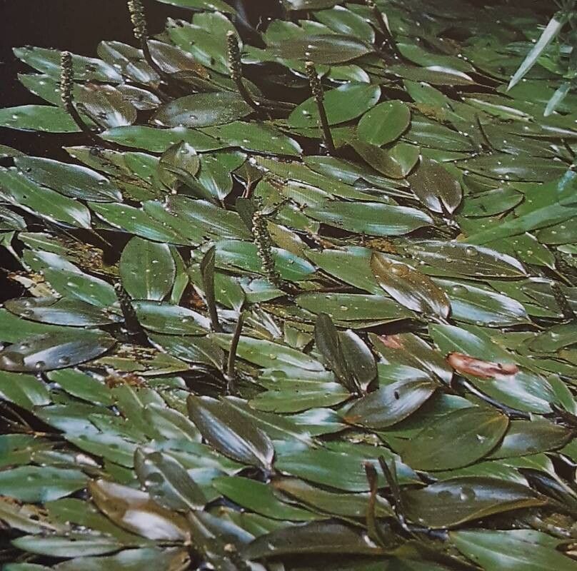 Pătlagină de apă (Potamogeton natans)