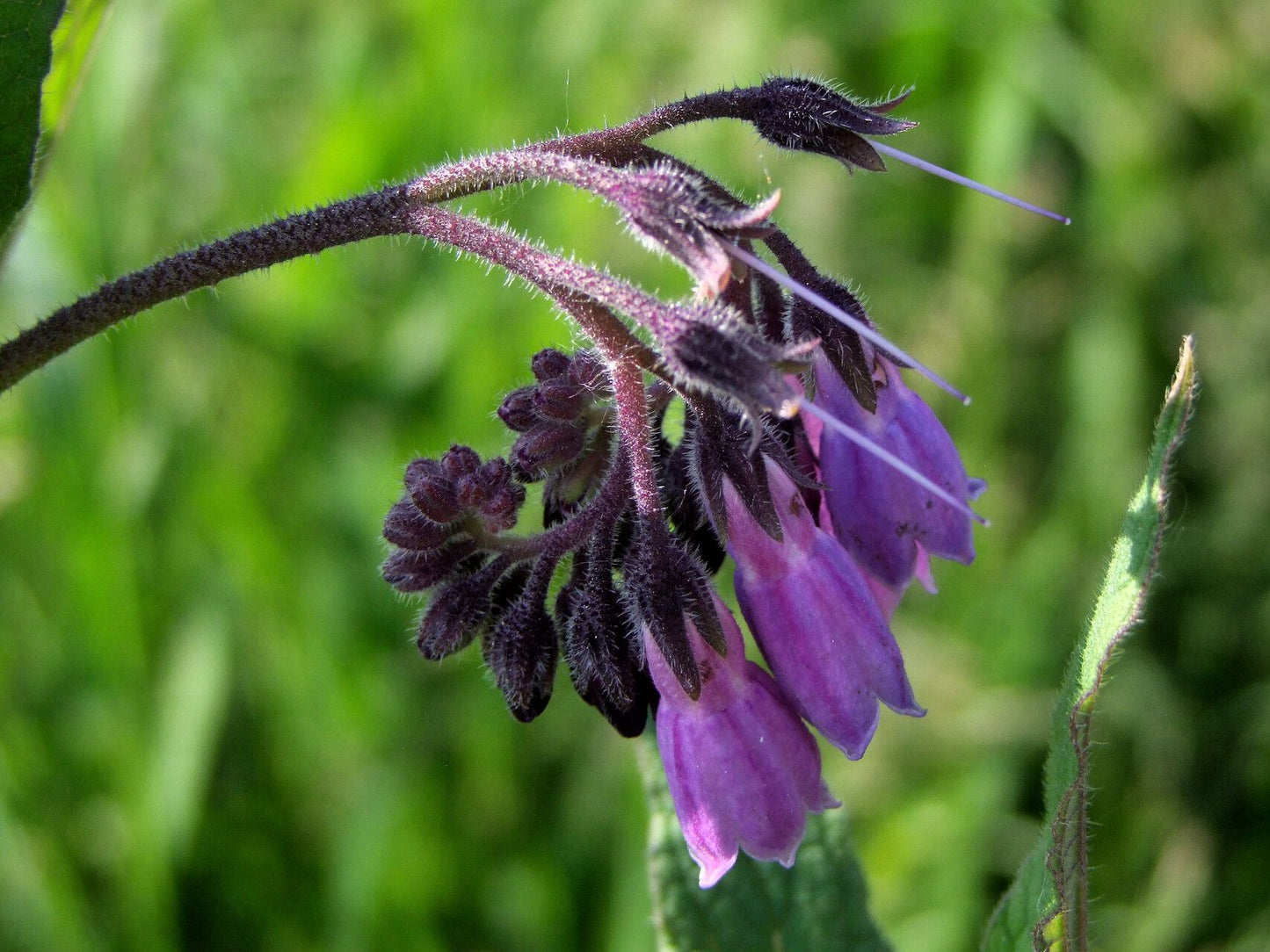 Tătăneasă (Symphytum officinale)