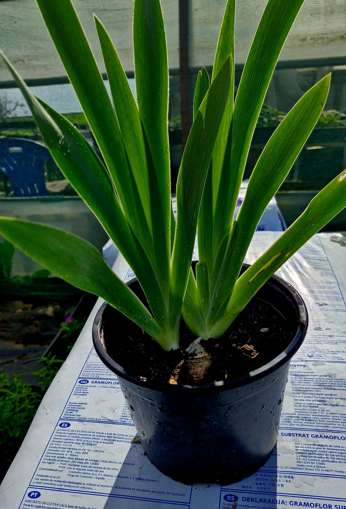Iris galben / Stânjenel (Iris germanica)
