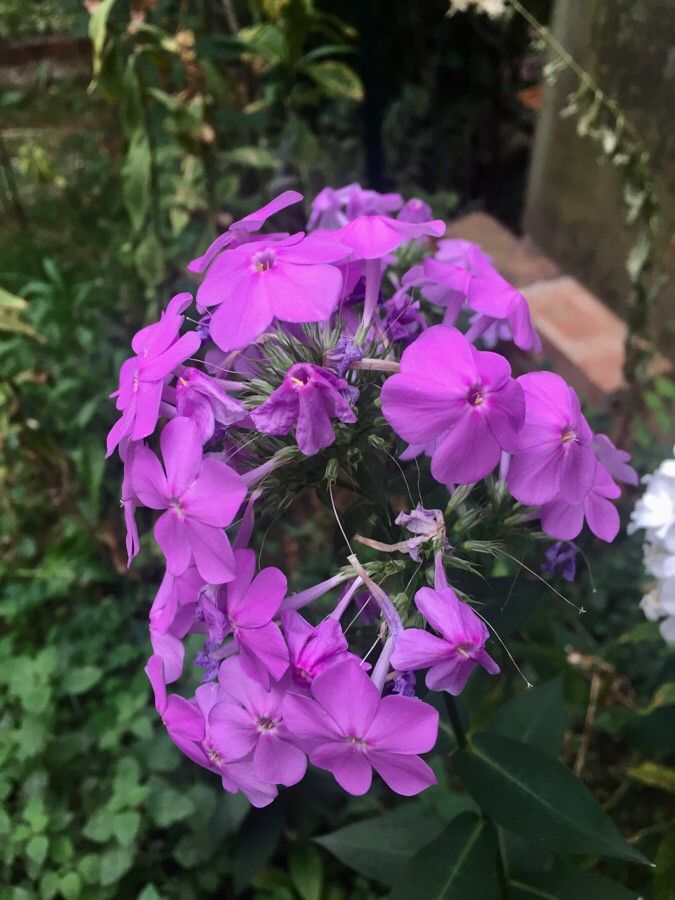 Brumărele (Phlox paniculata) Pink