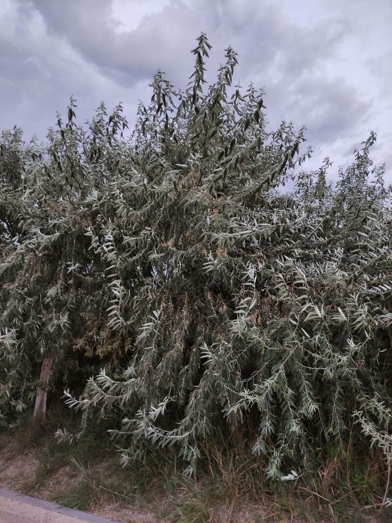 Sălcioară (Elaeagnus angustifolia)