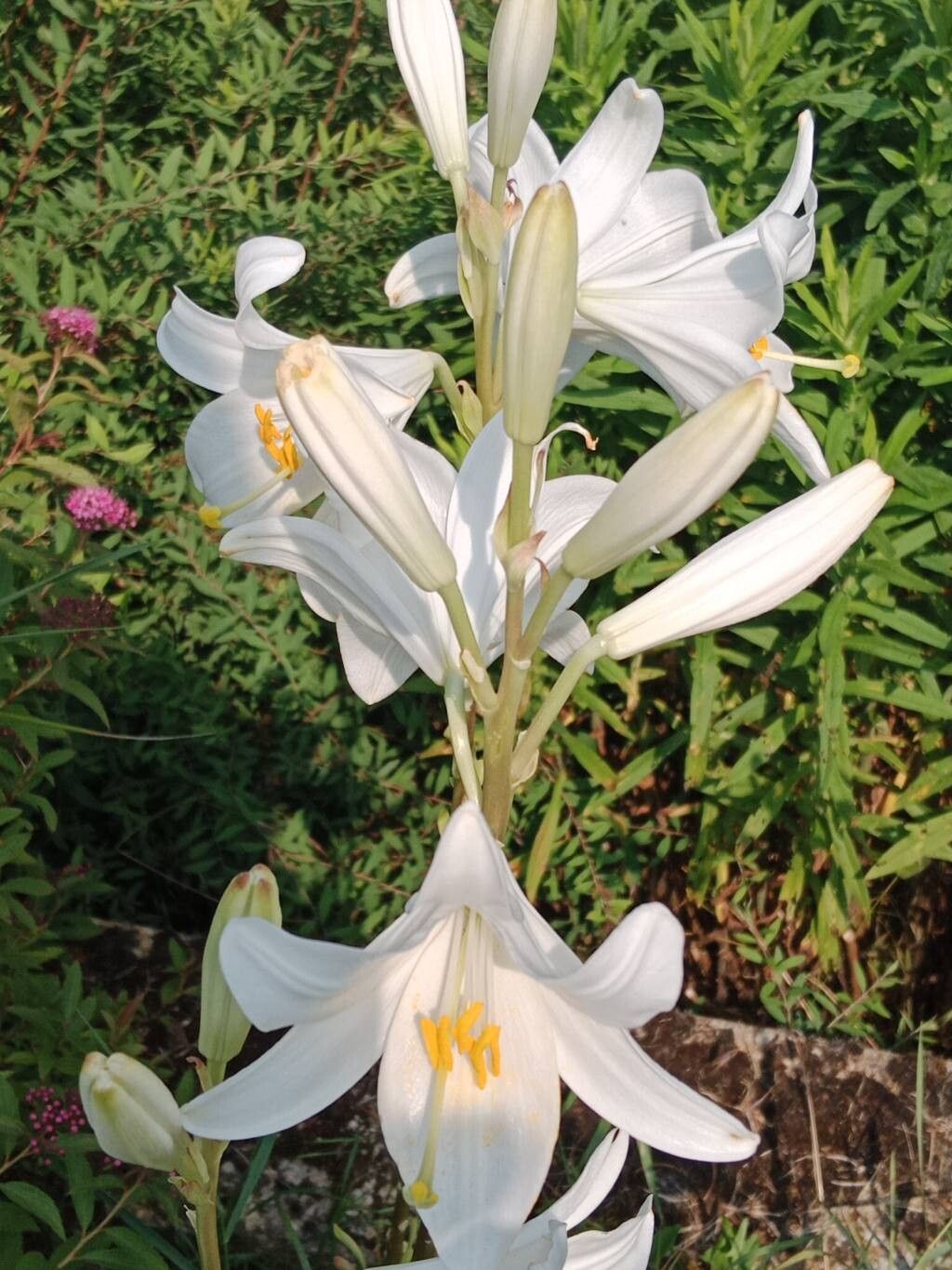Crinul alb (Lilium candidum)