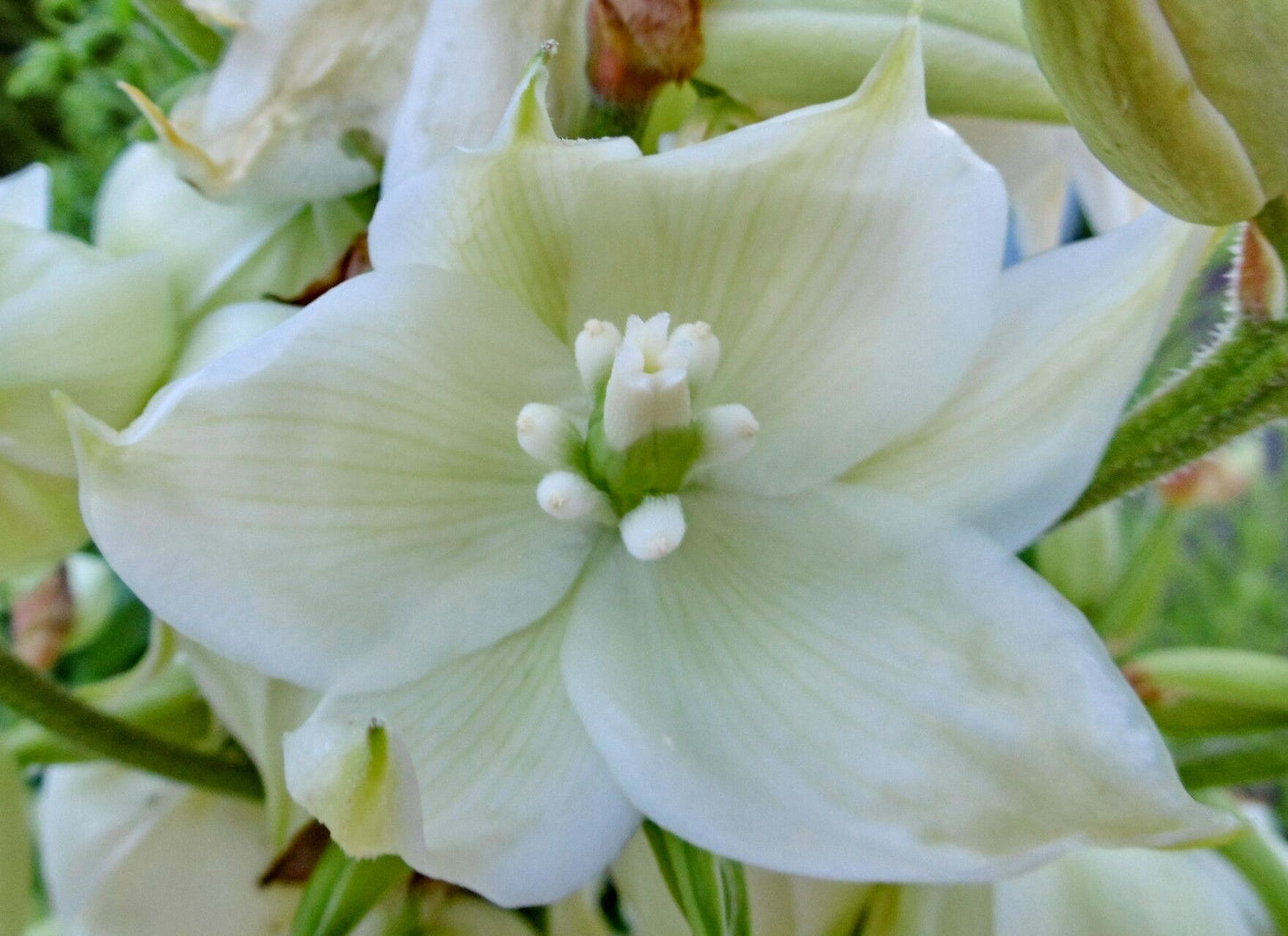 Yucca de grădină (Yucca filamentosa)