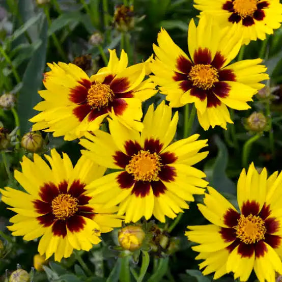 Frumușica mix (Coreopsis grandiflora)
