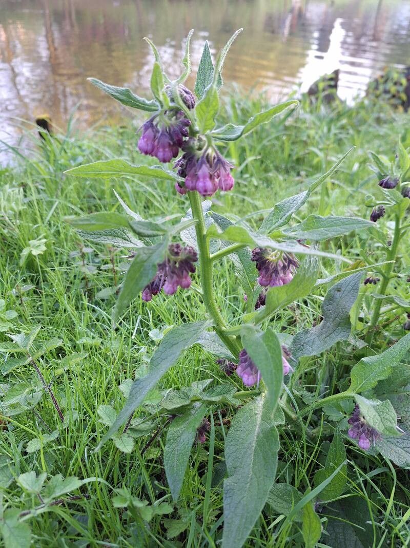 Tătăneasă (Symphytum officinale)