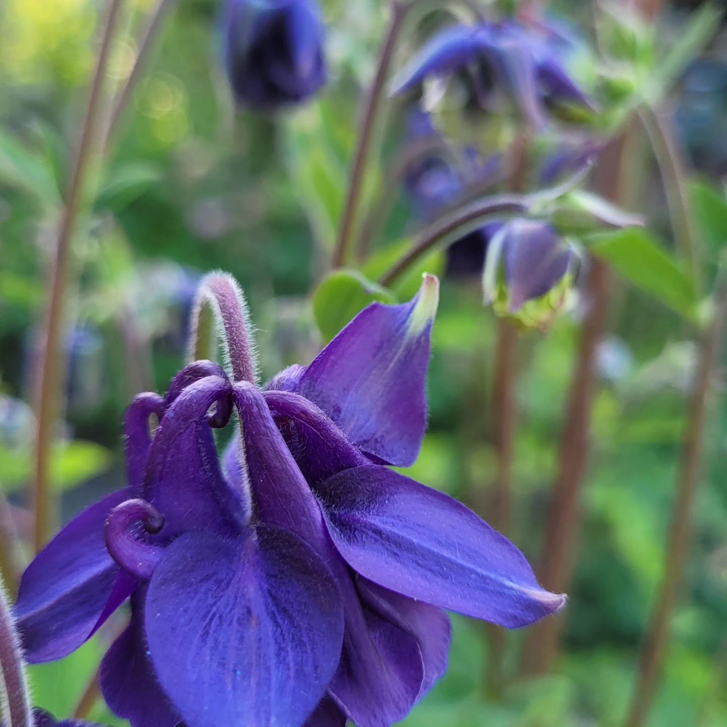 Căldărușe flori duble mix de culori (Aquilegia vulgaris)