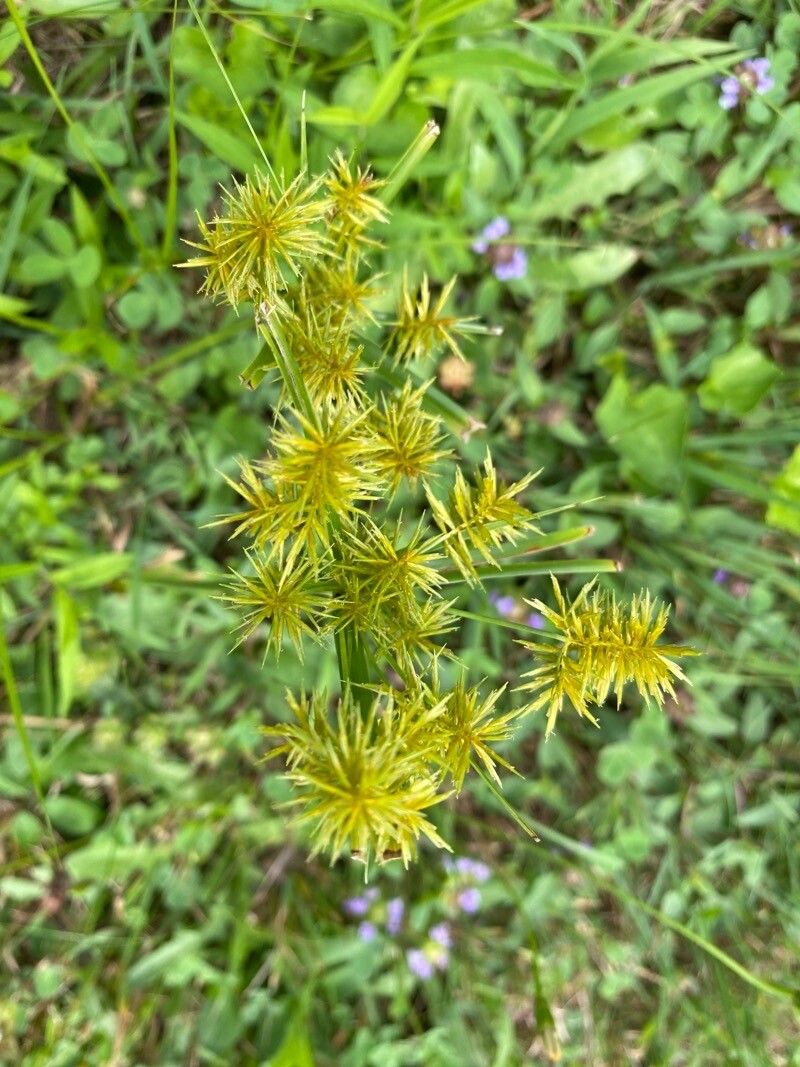 Papirusul sălbatic (Cyperus strigosus)