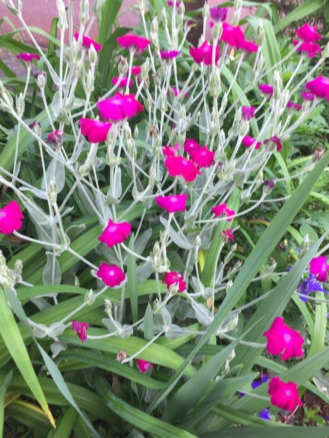 Coroniță / Campion (Silene coronaria)