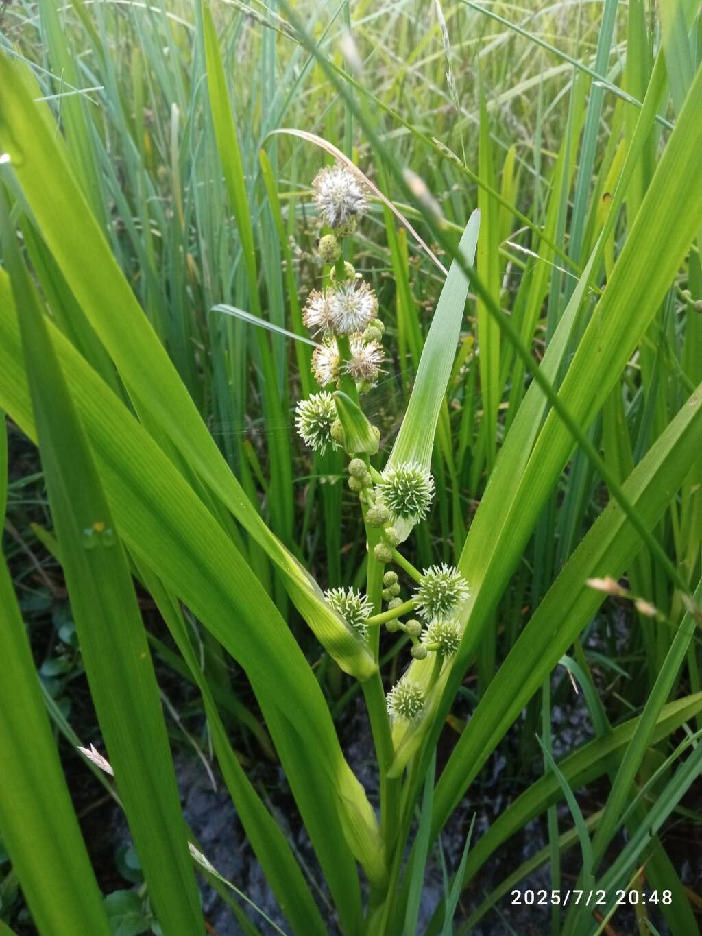 Țițeiu de baltă (Sparganium erectum)