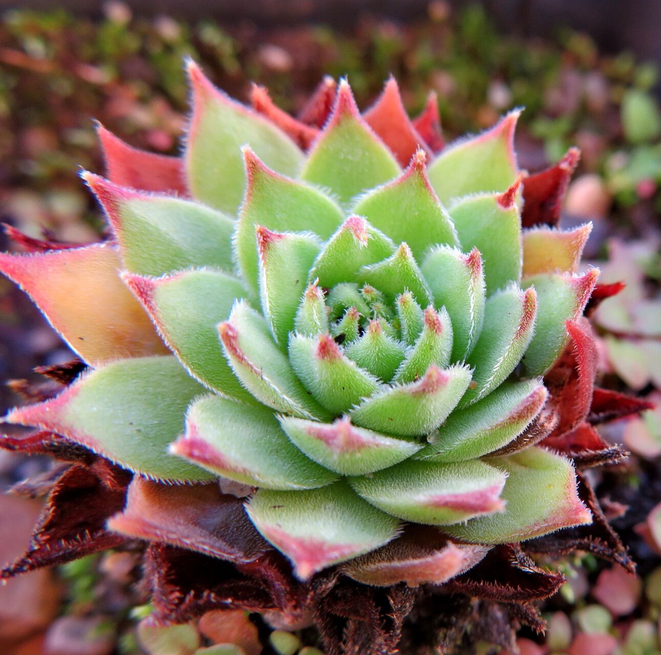 Urechelniță mix (Sempervivum spp.)