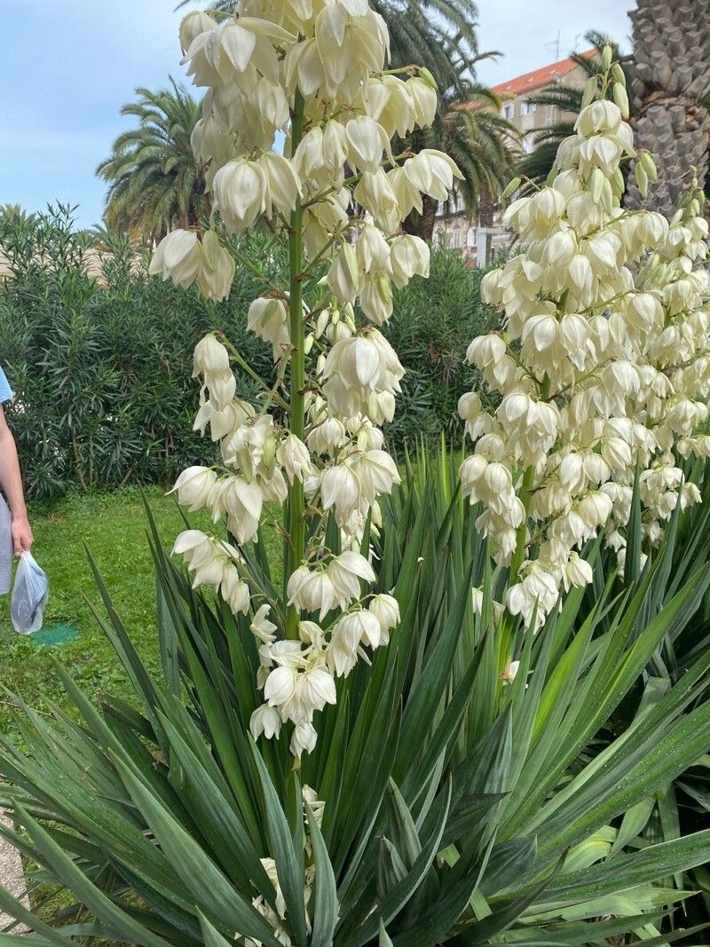 Yucca de grădină (Yucca filamentosa)