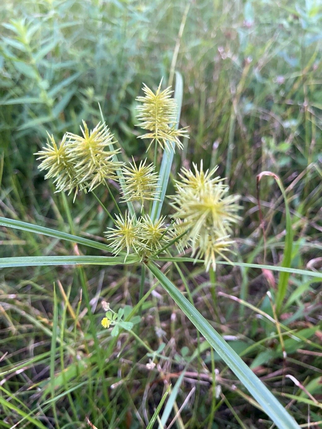 Papirusul sălbatic (Cyperus strigosus)