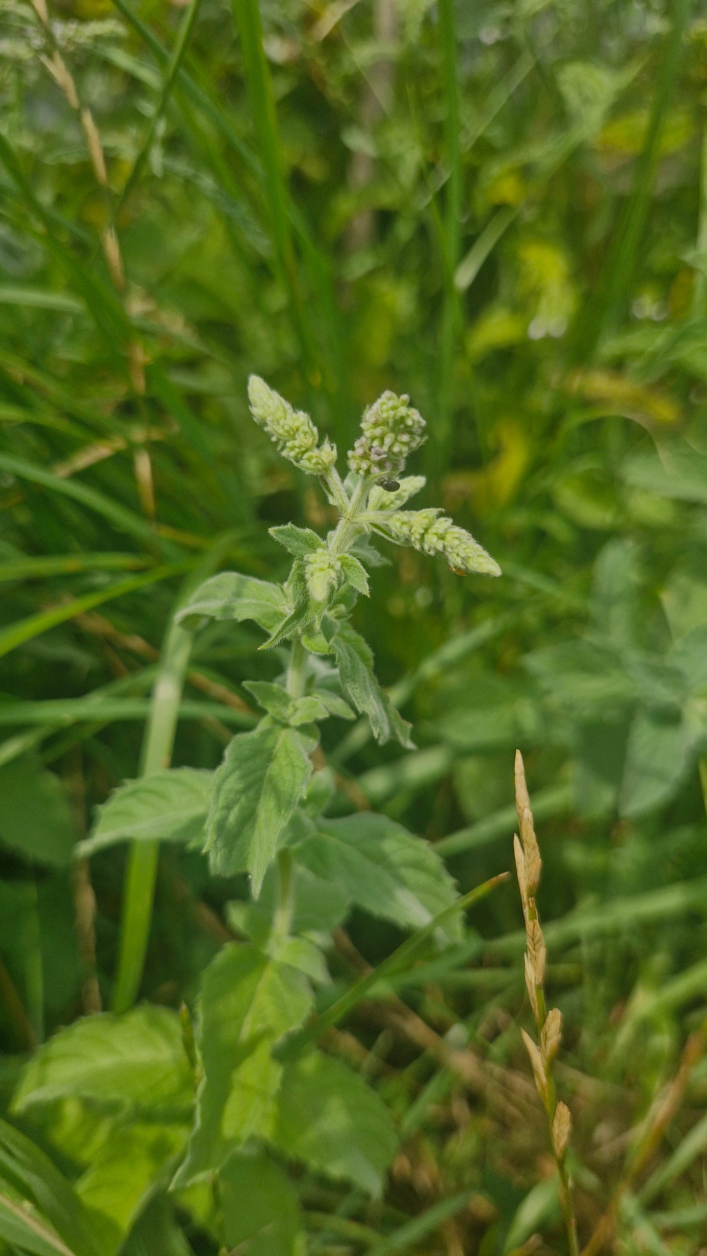 Menta / izma sălbatică (Mentha longifolia)