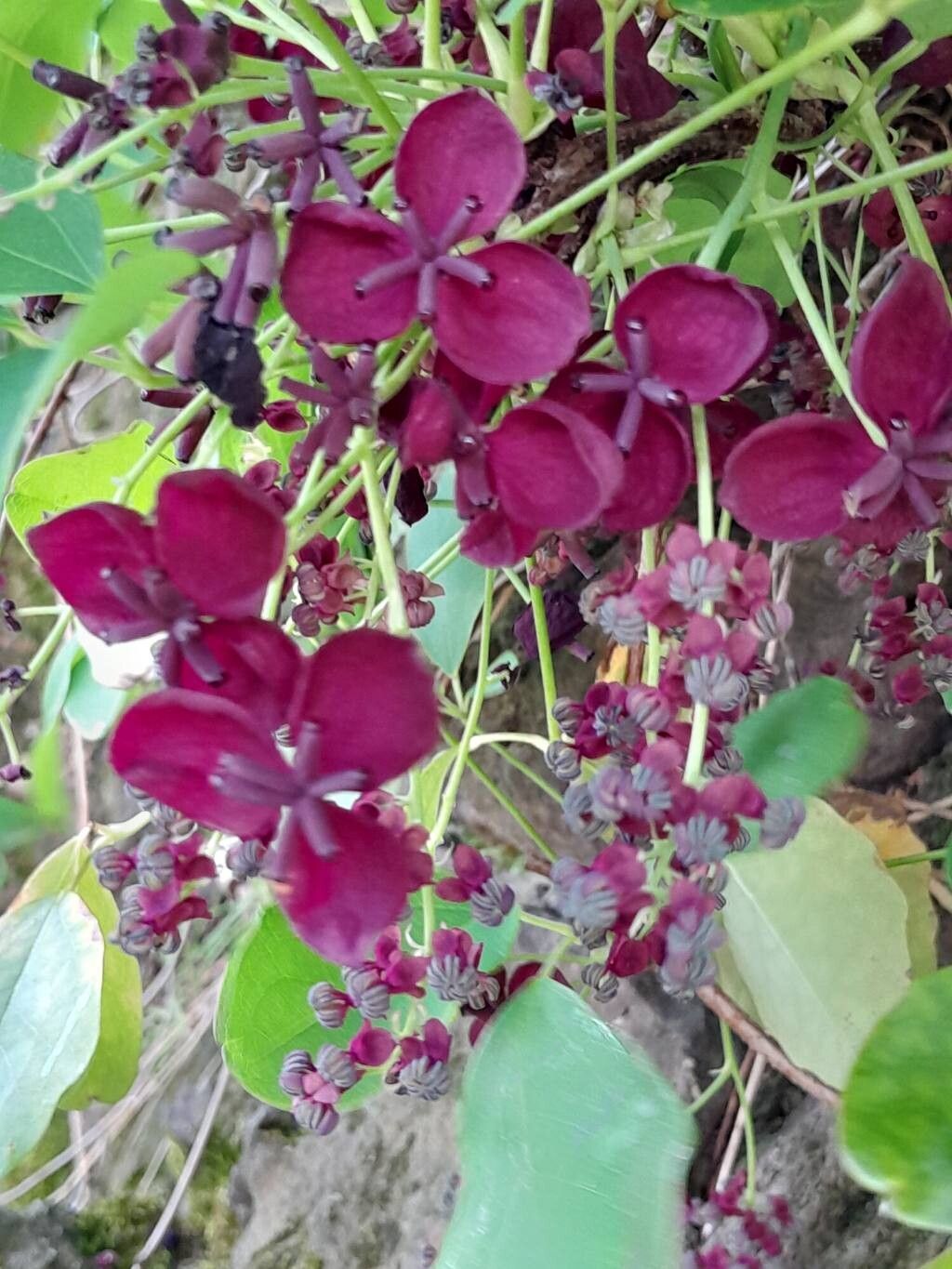 Vița de Ciocolată (Akebia quinata)