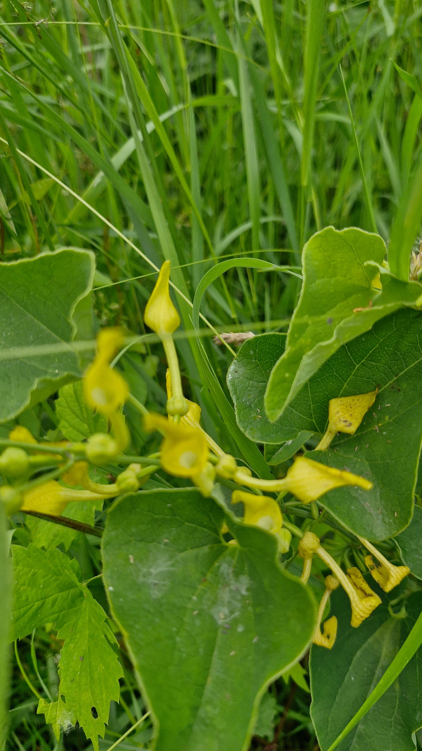 Mărul lupului (Aristolochia clematitis)