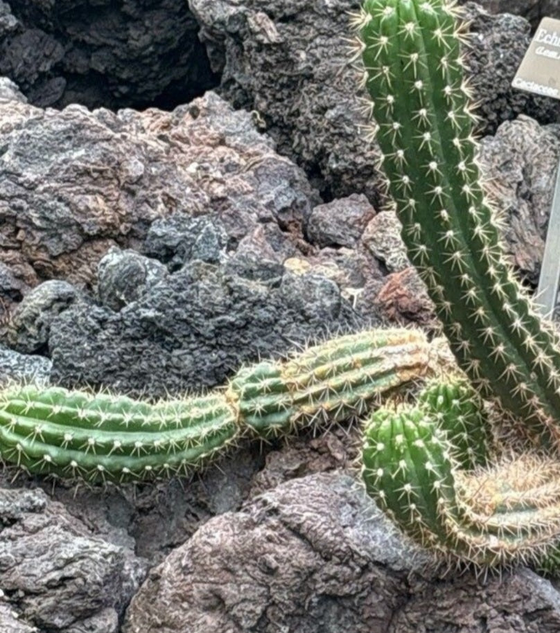 Cactusul gigant de Argentina (Soehrensia candicans)