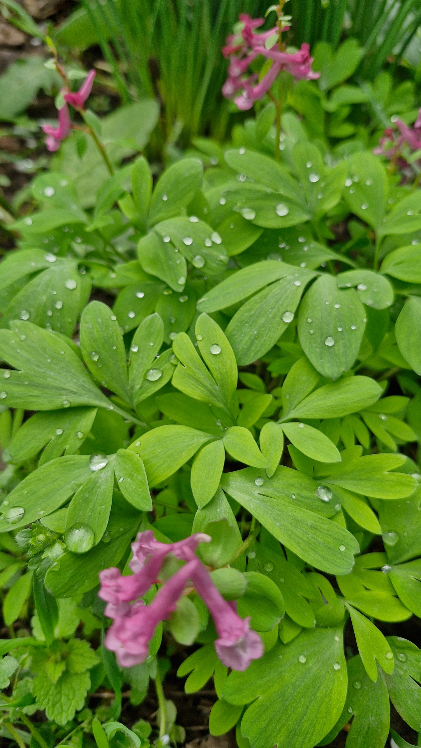 Brebenei (Corydalis solida)