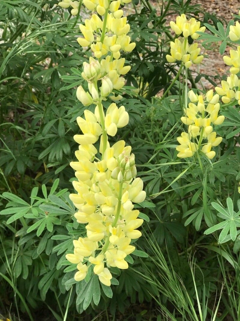 Lupin arbustiv cu flori galbene (Lupinus arborescens f. luteus) (disponibil din vara 2026)