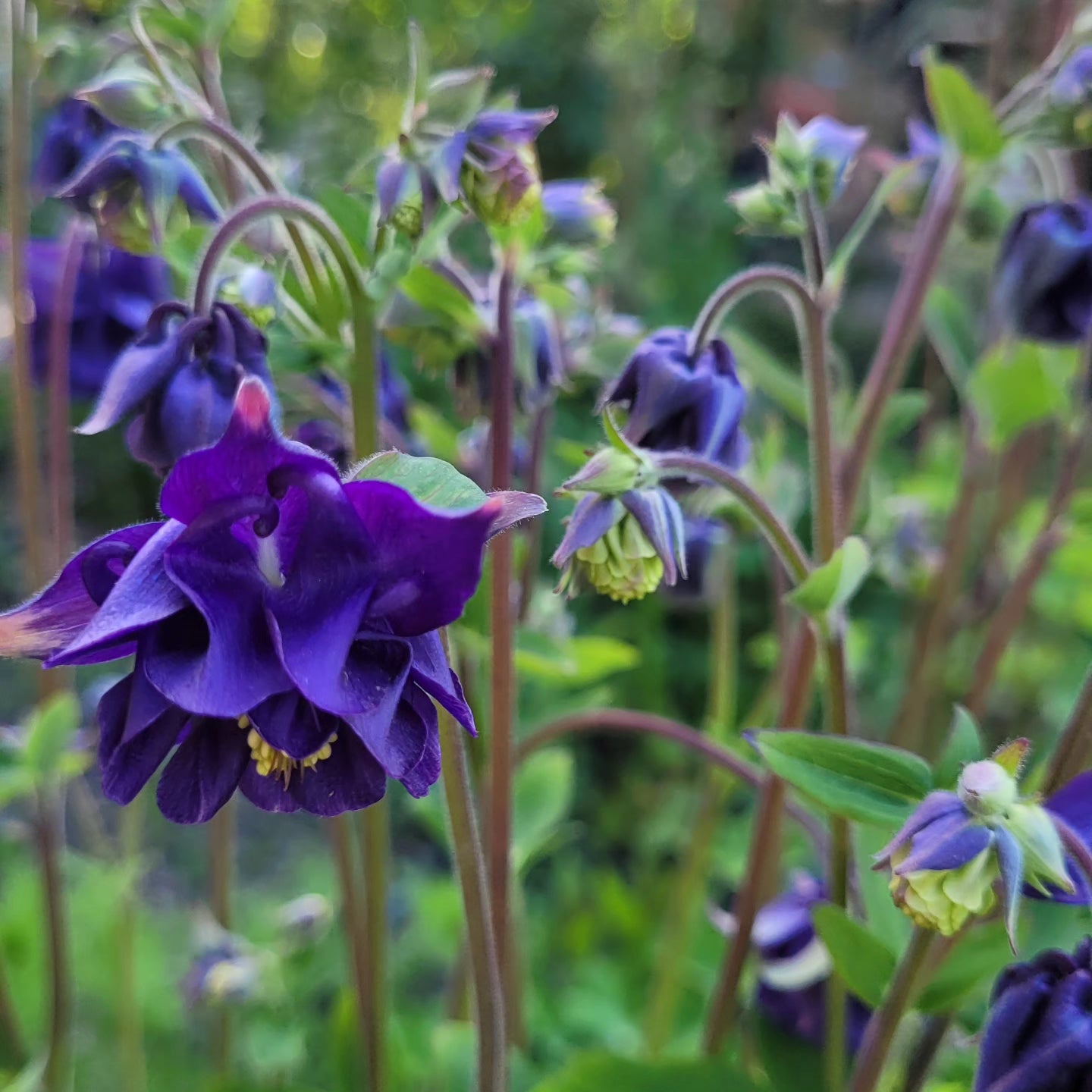 Căldărușe flori duble mix de culori (Aquilegia vulgaris)
